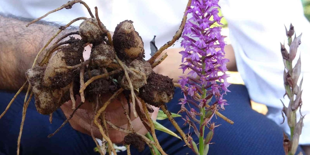 Tazesinin Kilosu 300, Tozu Bin 800 Tl