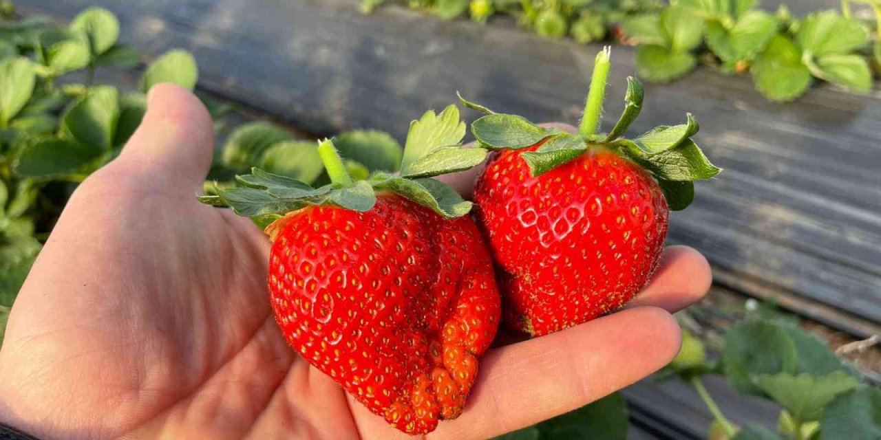 Hüyük’te İlk Hasat Çilekler Tüketiciyle Buluştu