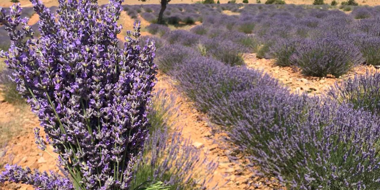 Hüyük’te Lavanta Üretimi Artırılıyor