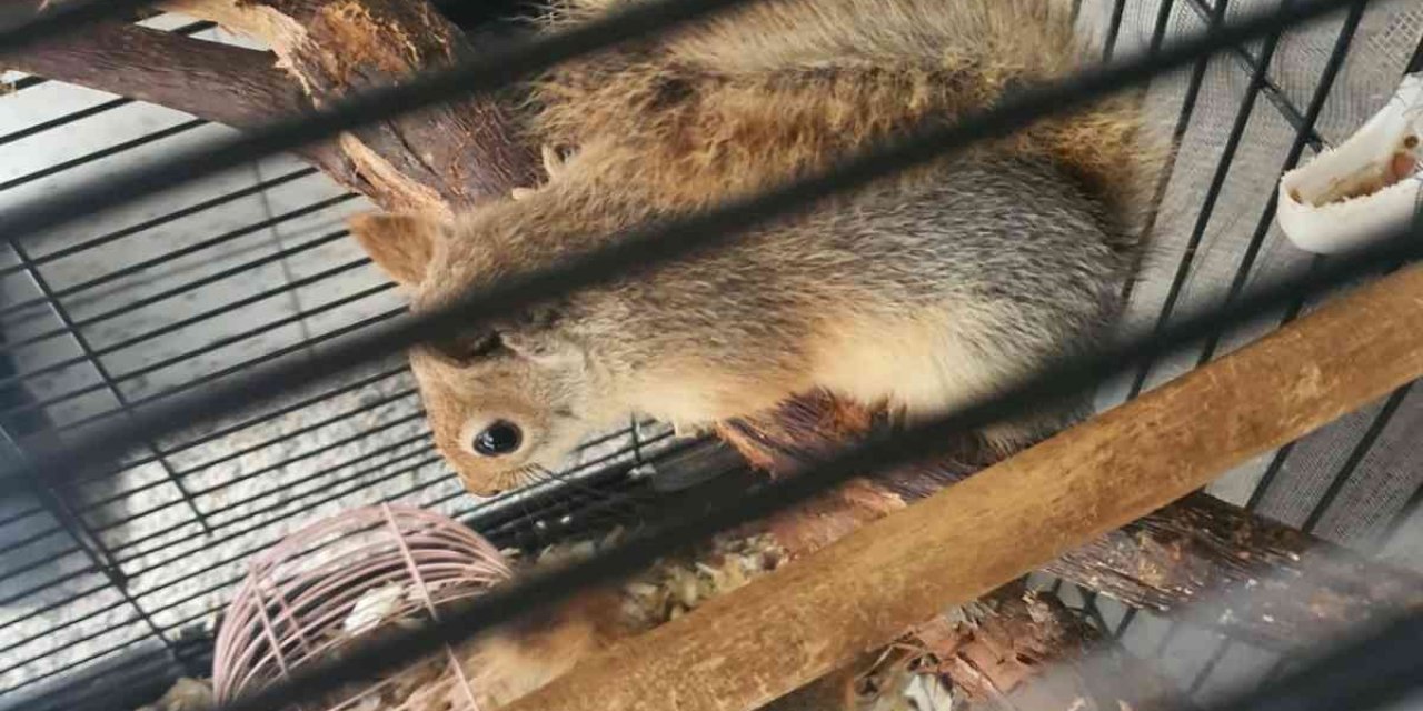 CİMER İhbarı Üzerine Kafeste Beslenen 2 Sincap Bulundu