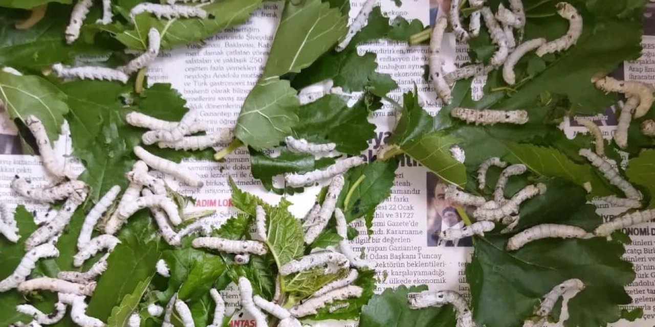 İpek Böceğinin Tanesi 5 Lira