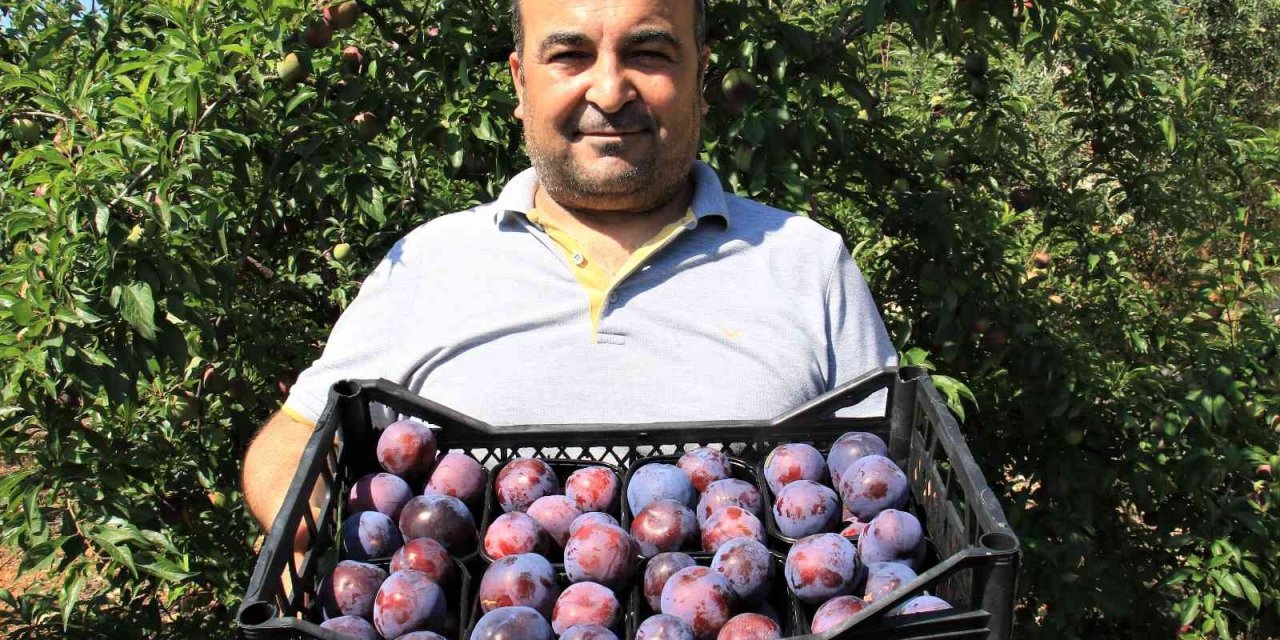 Siyah Erikte İlk Hasat