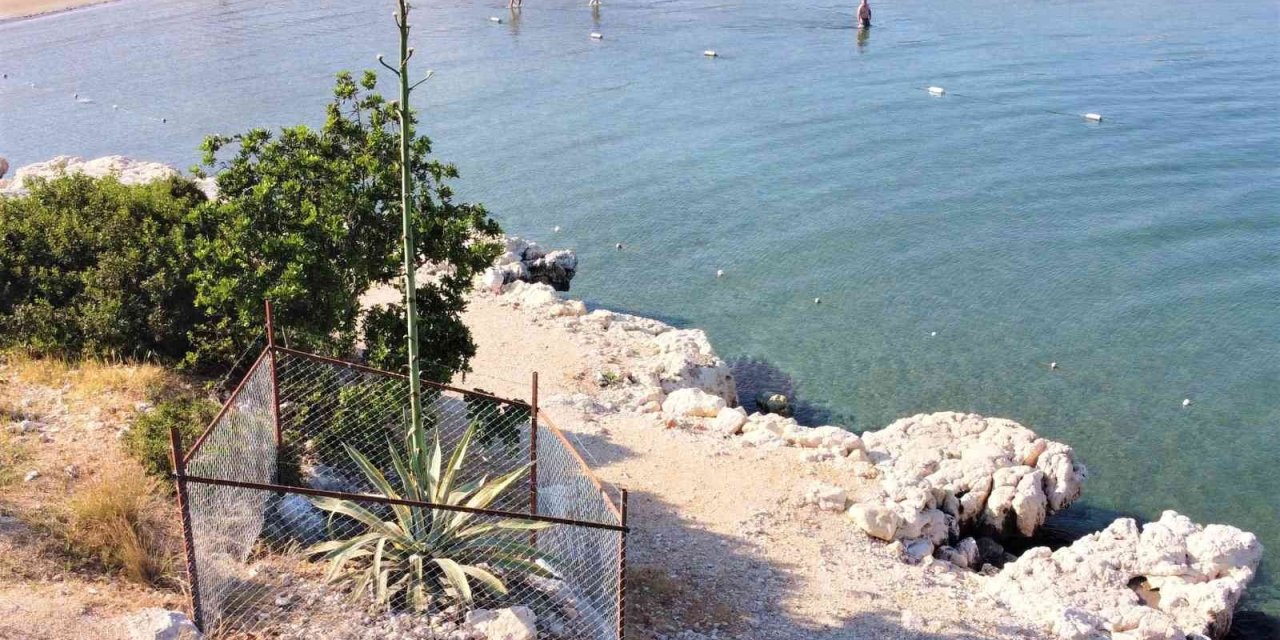 50 Yıl Sonra 4,5 Metreye Ulaşan Çiçek Koruma Altına Alındı