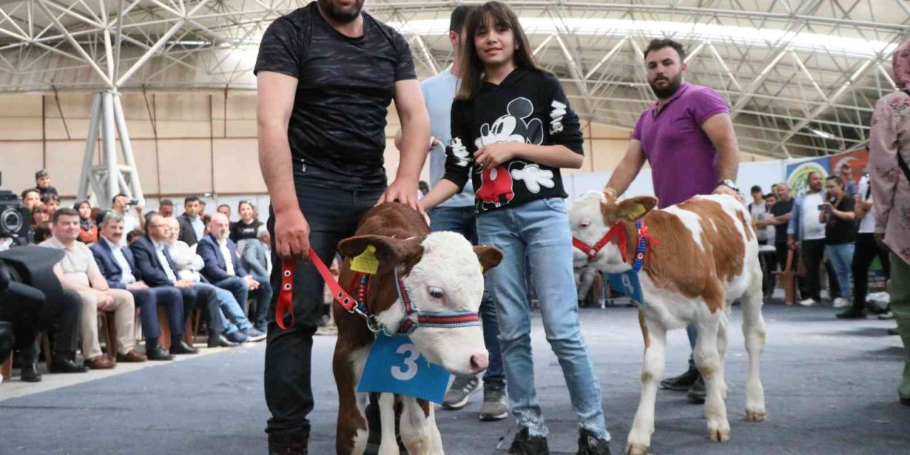 Aksaray'da Kuzu Ve Buzağıların Güzellik Yarışı