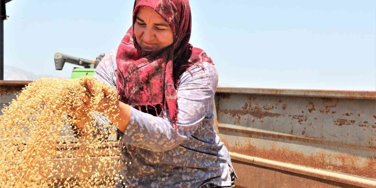 Antalya’da Buğday Hasadı Başladı