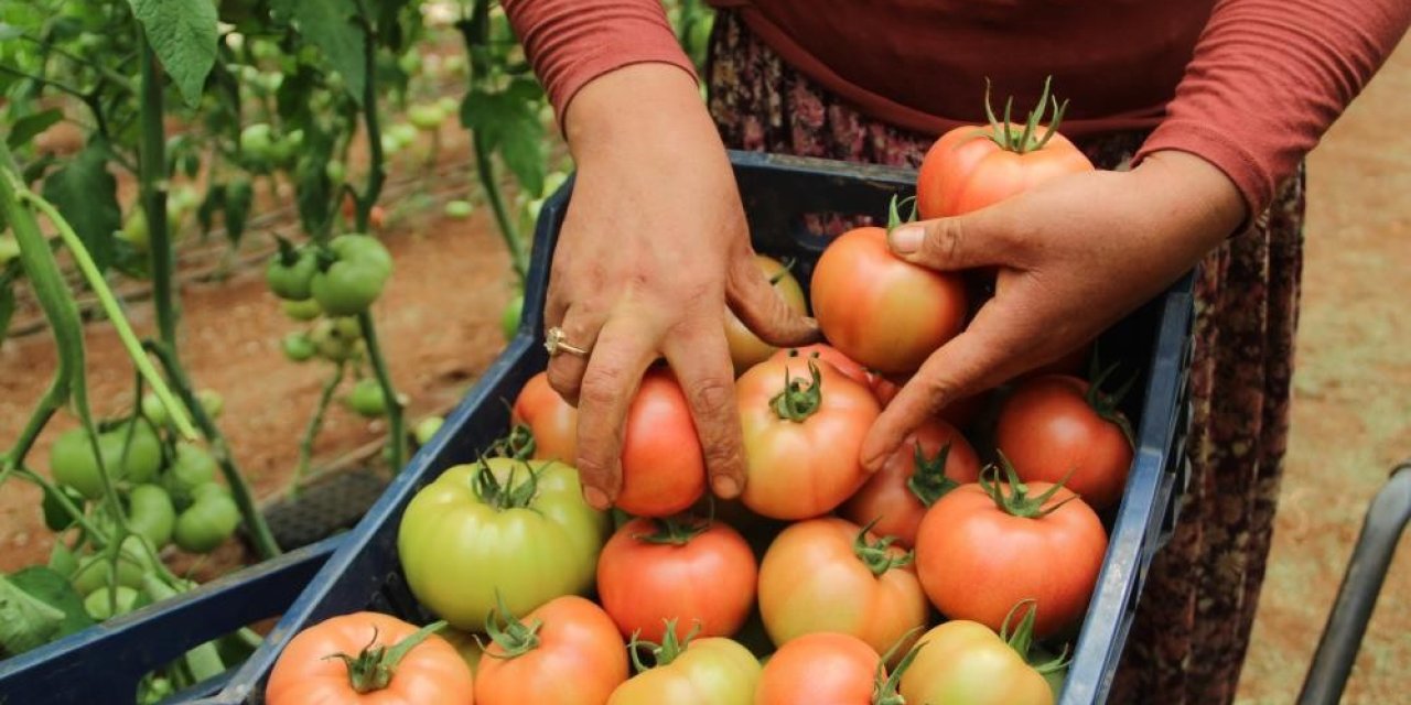 Antalya’da Domates Çiftçinin Yüzünü Güldürdü