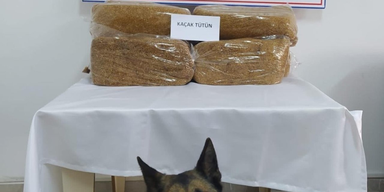 Otobüs Bagajında 50 Kilo Kaçak Tütün Ele Geçirildi