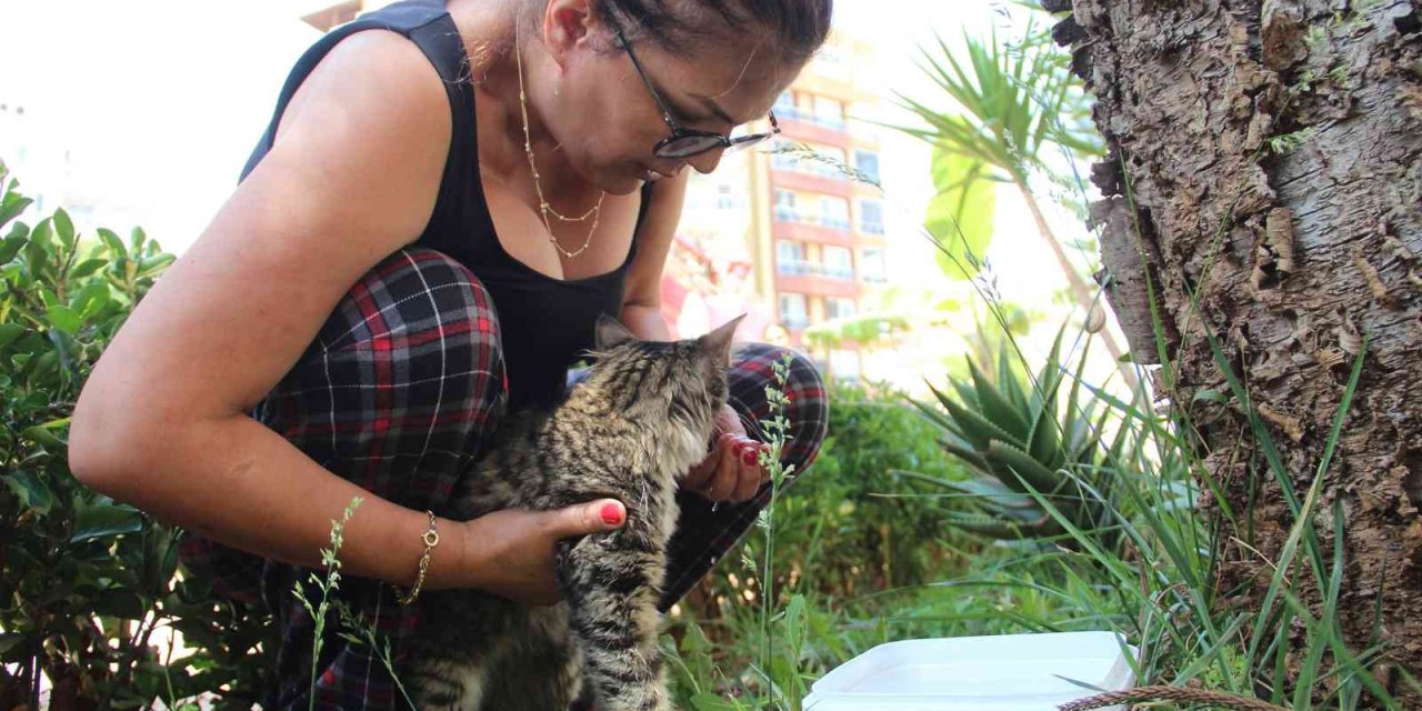 Ağaçta Mahsur Kalan Kedisine Kavuşunca Büyük Mutluluk Yaşadı