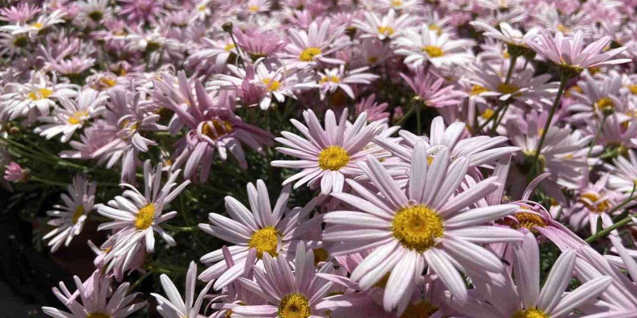 Pandemi Dönemindeki Bitkilere Artan İlgi Azaldı