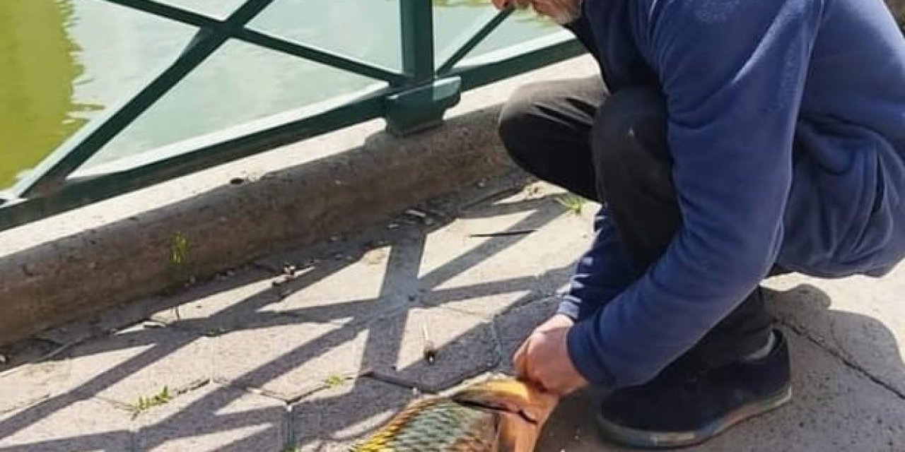 Şehir Merkezinde Yakalanan 6 Kiloluk Sazan Şaşırttı