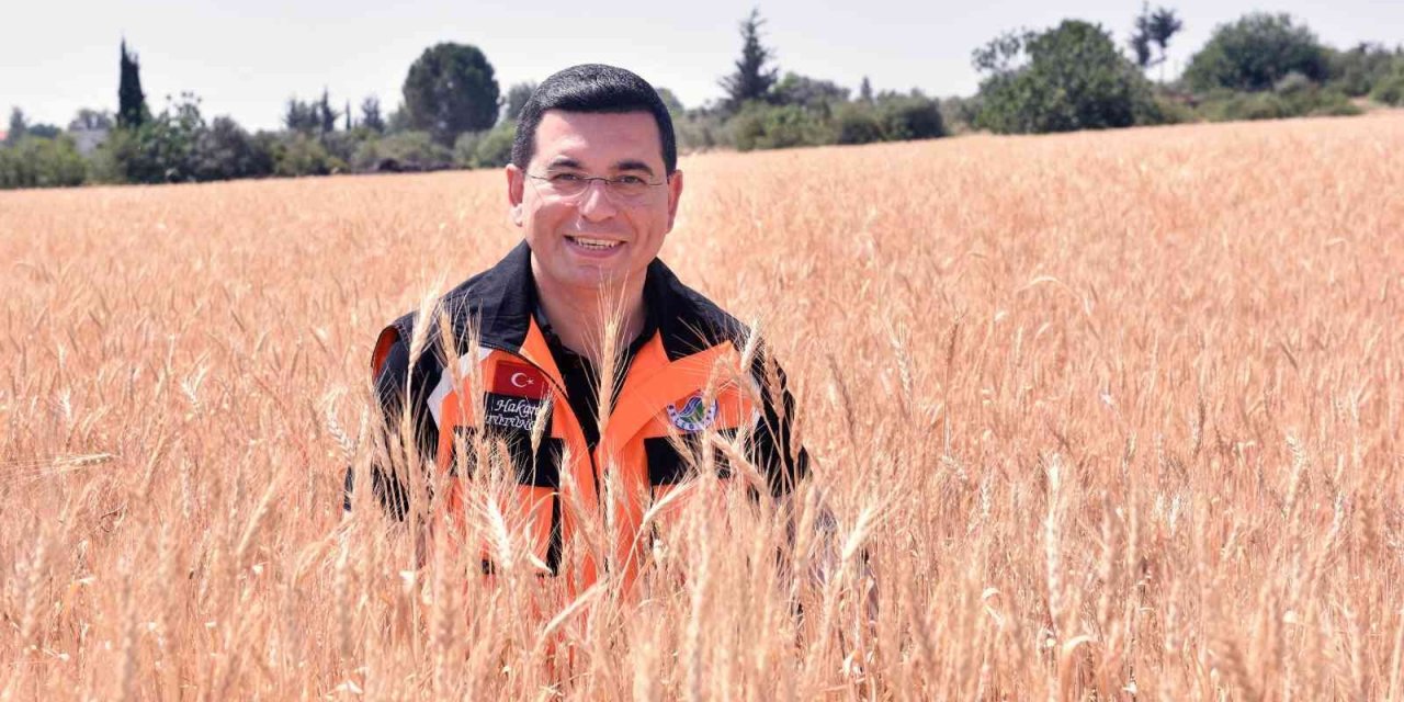 Kepez’in Buğday Tarlalarında Hasat Zamanı