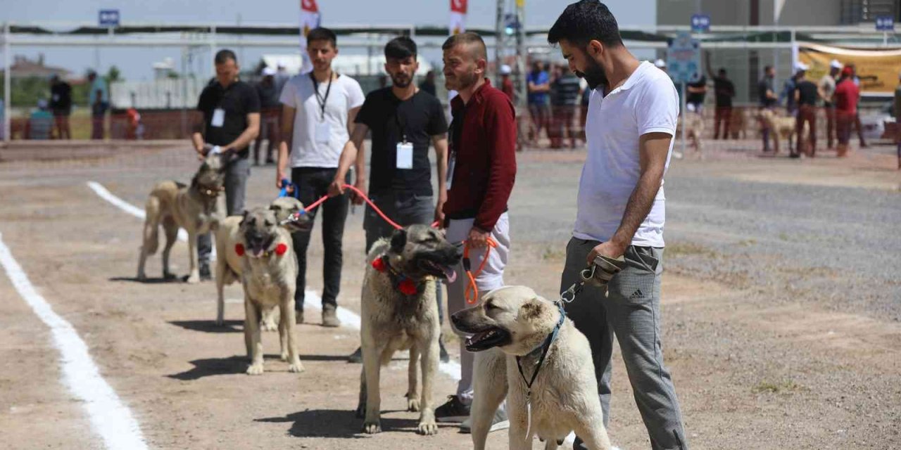 Anadolu Çoban Köpekleri Güzellik Yarışması