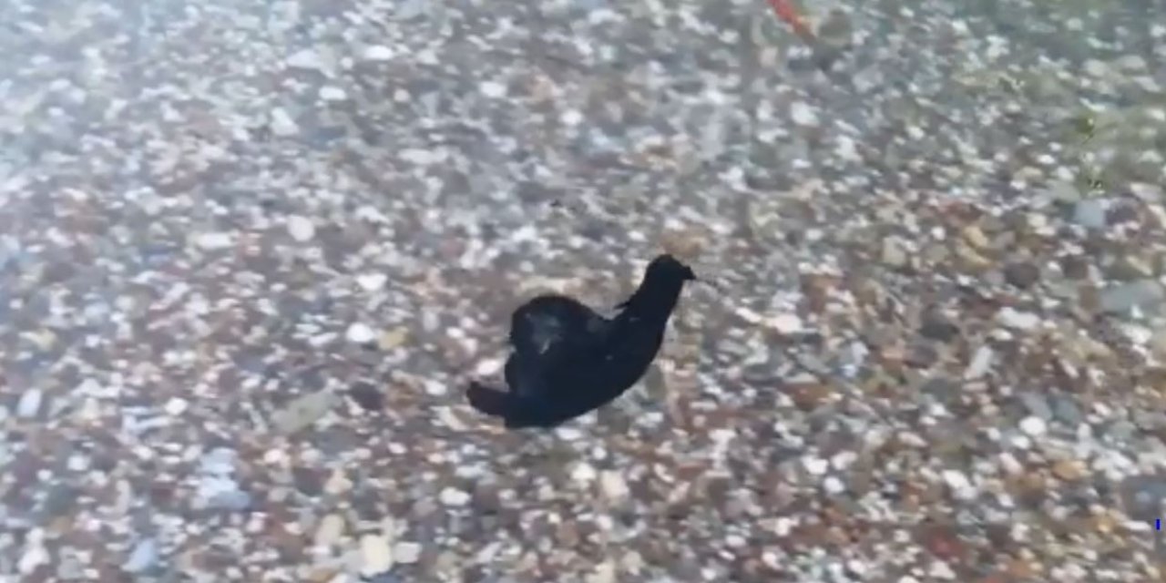 Prof. Dr. Gökoğlu’ndan Sahile Kadar Gelen Deniz Tavşanlarıyla İlgili Açıklama