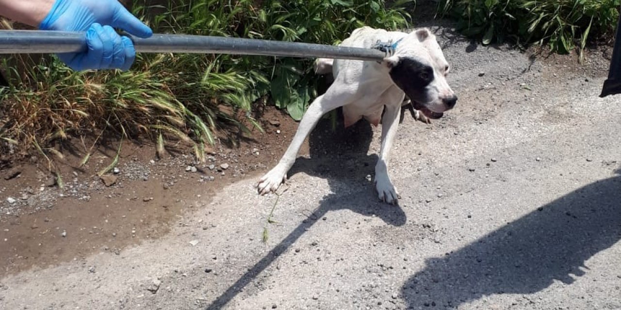 Kayseri'de Bulunan Yasaklı Köpeklerin Sahibi Araştırılıyor