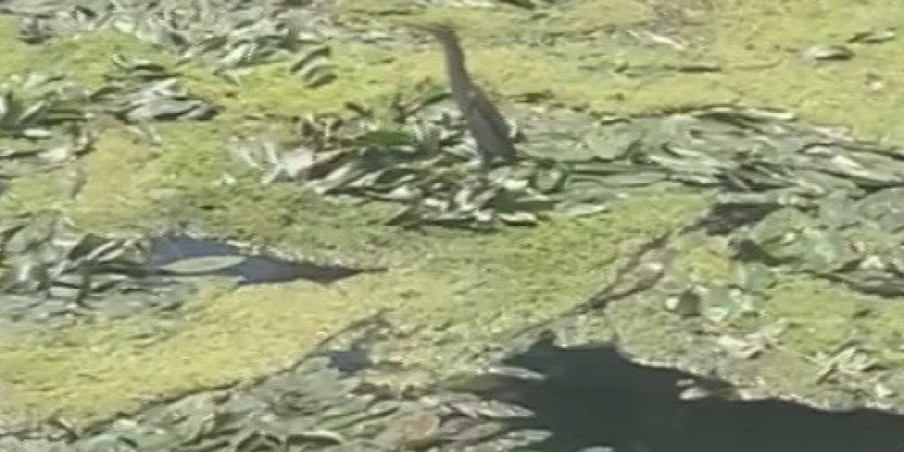 Nesli Tükenmekte Olan Balaban Kuşu, Düden Çayı Üzerinde Görüntülendi