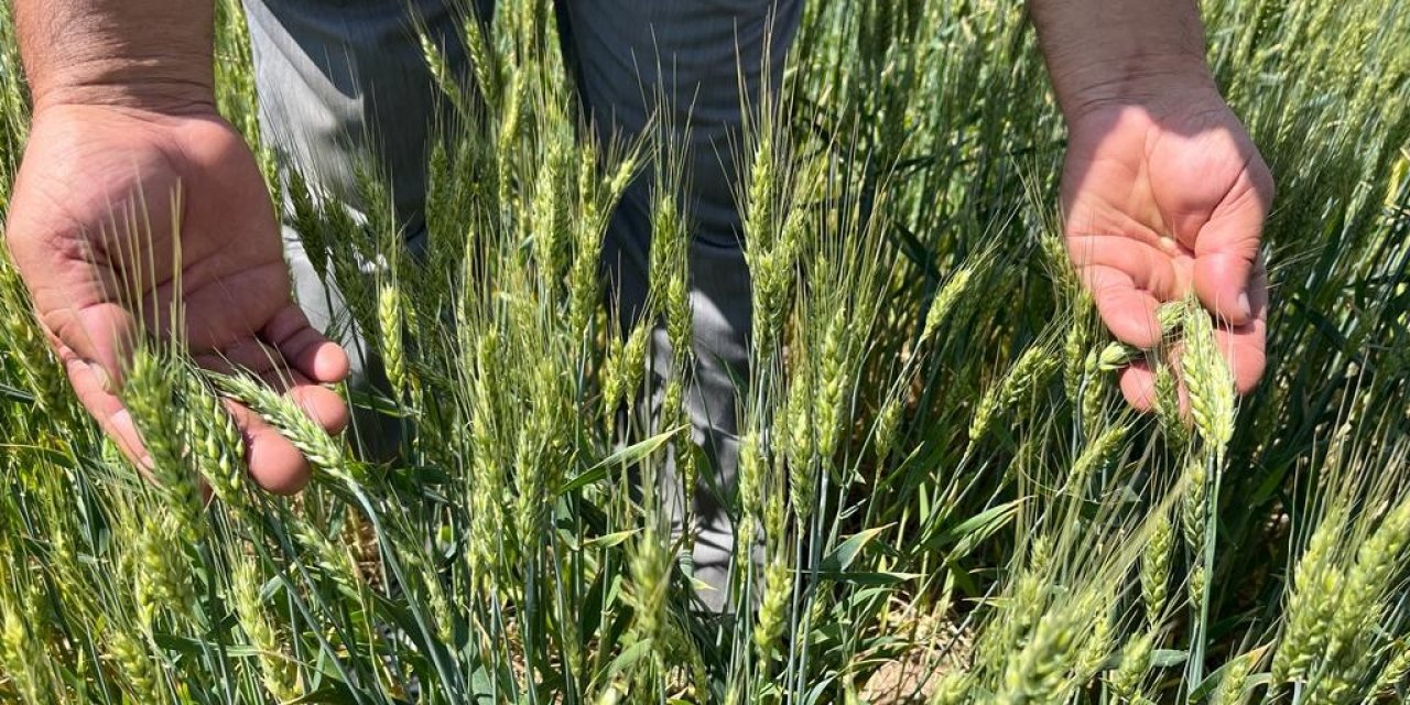 Açıklanan Hububat Fiyatları