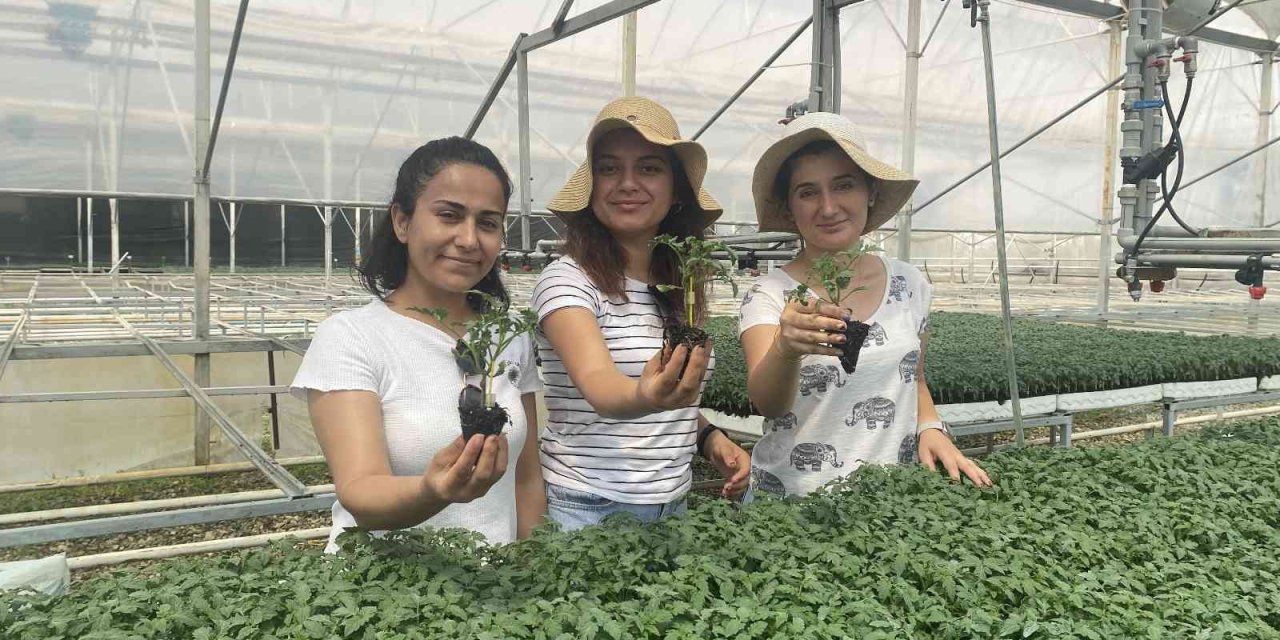 Yeni Sezonun Gözdesi Yine Domates Olacak