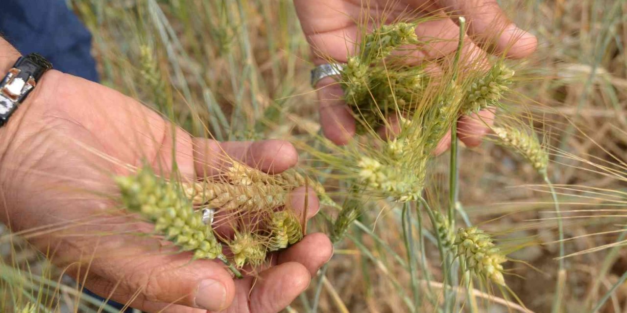 Ekilmeyen Tarım Arazileri Ata Tohumuyla Yeşerdi