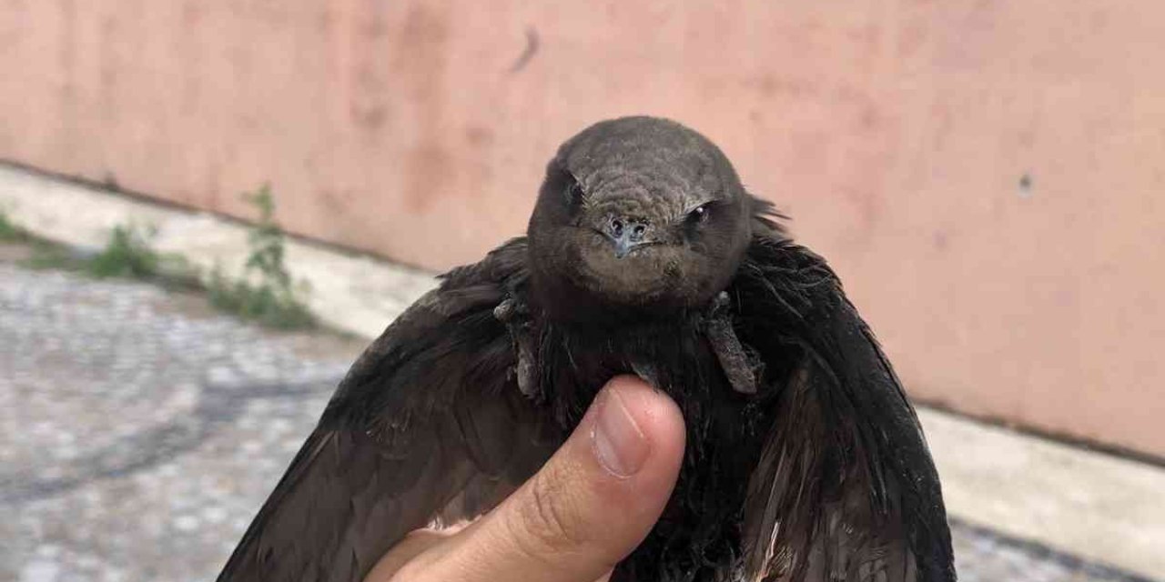 Yaralı Bulunan Ebabil Kuşu Tedavi Altına Alındı