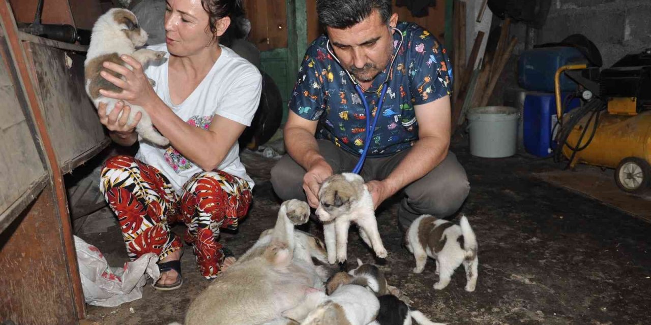 Sokak Köpeği İle Yavrularına Sahip Çıktı