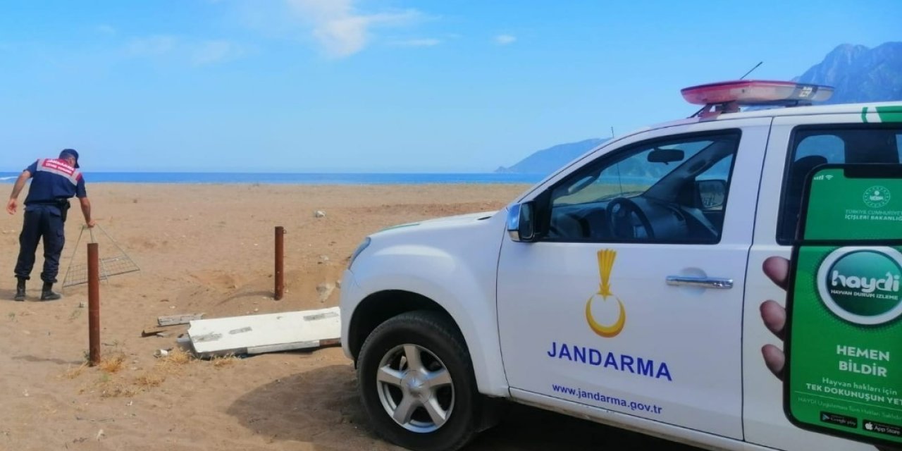 Carettaların Yuvalama Alanına Araçla Girdi