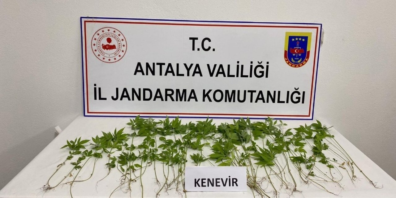 İş Yerinin Yatakhanesinde Kenevir Yetiştiren Şüpheli Yakalandı