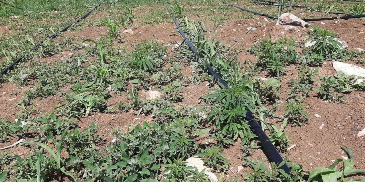 Mısır Tarlasına Ekili 900 Kök Kenevir Ele Geçirildi