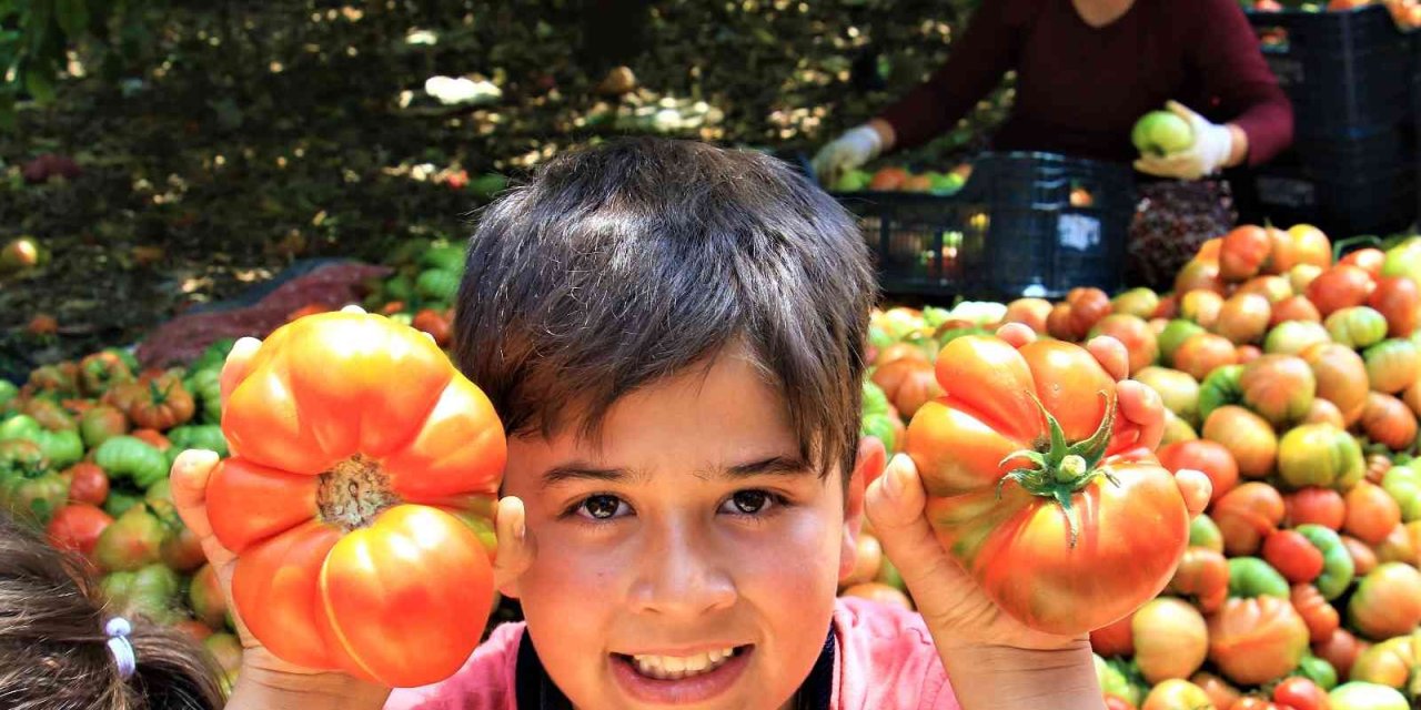 Ata Tohumu Bereketi: 6 Aydır Domates Hasadı Yapıyor Bitmek Bilmiyor