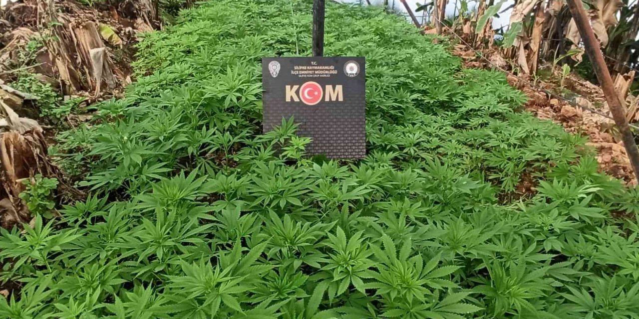 Muz Serasını Esrar Bahçesine Çevirmişler