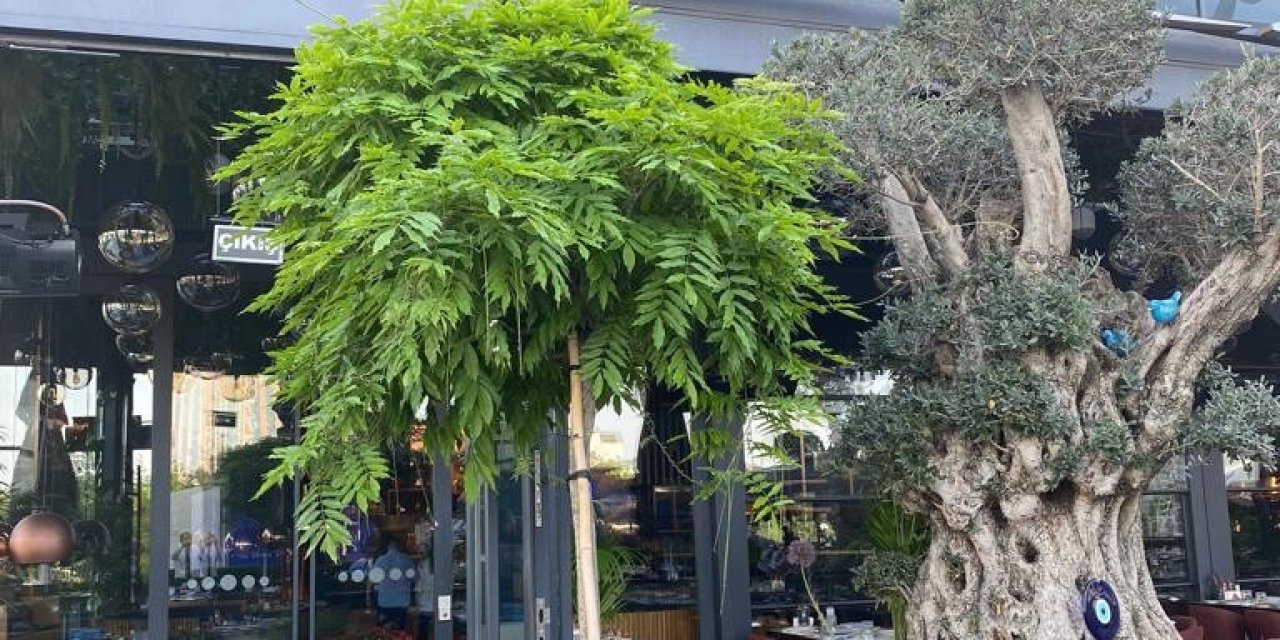 Babaanne Yemekleriyle Gelen Dev Bir Marka