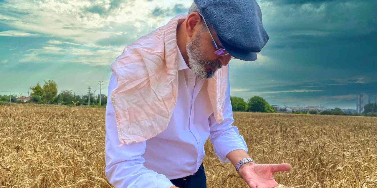 Tarsus’ta Belediye Arazilerine Ekilen Buğdaylar Hasat Edildi