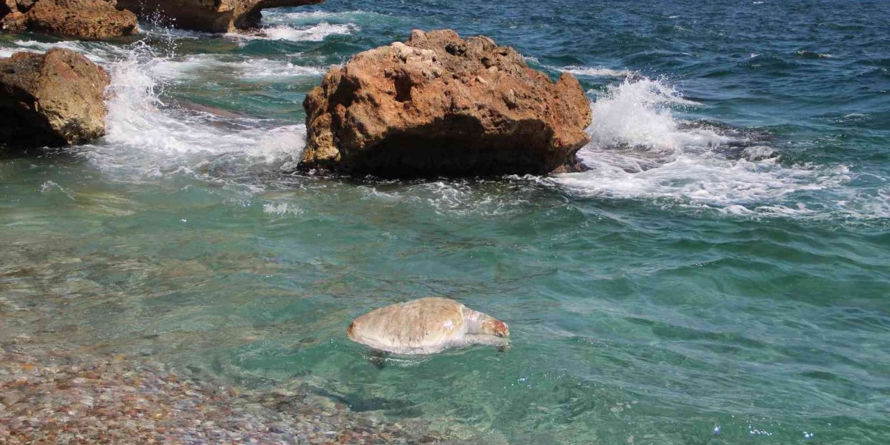 Su Sporları Araçlarına, Caretta Caretta  Uyarısı