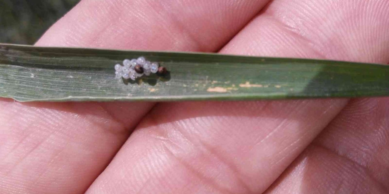 Yaklaşık 2 Milyon Dekarlık Alanda 69 Teknik Elemanla Süne Sürveyi Yapıldı