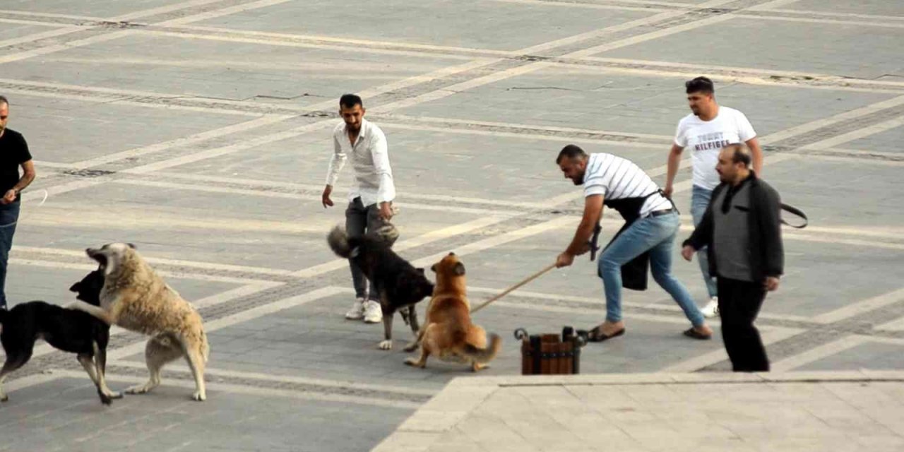 Başıboş Köpeklerin Kavgasını Vatandaşlar Ayırdı