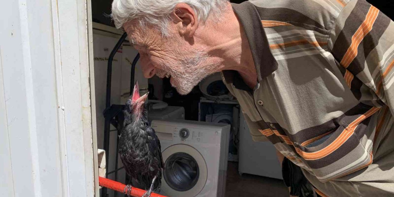 Yaralı Kargayı Recep Amca Kurtardı