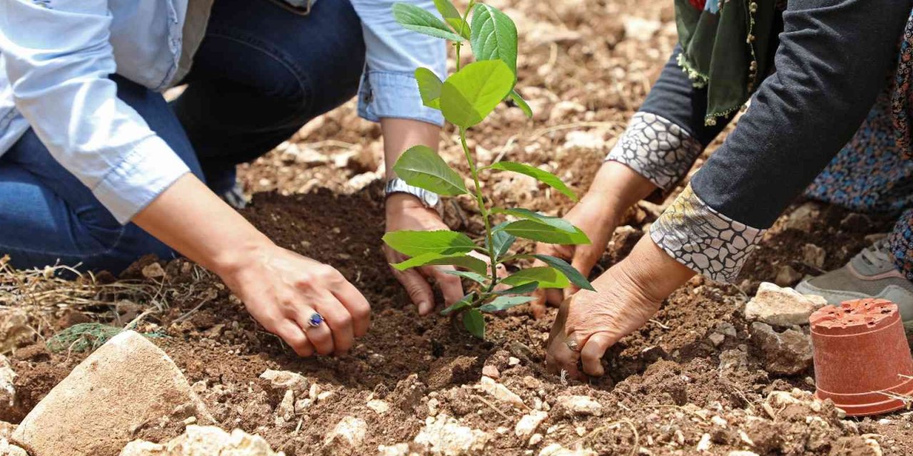 “aronya” Üreticiye Alternatif Olacak