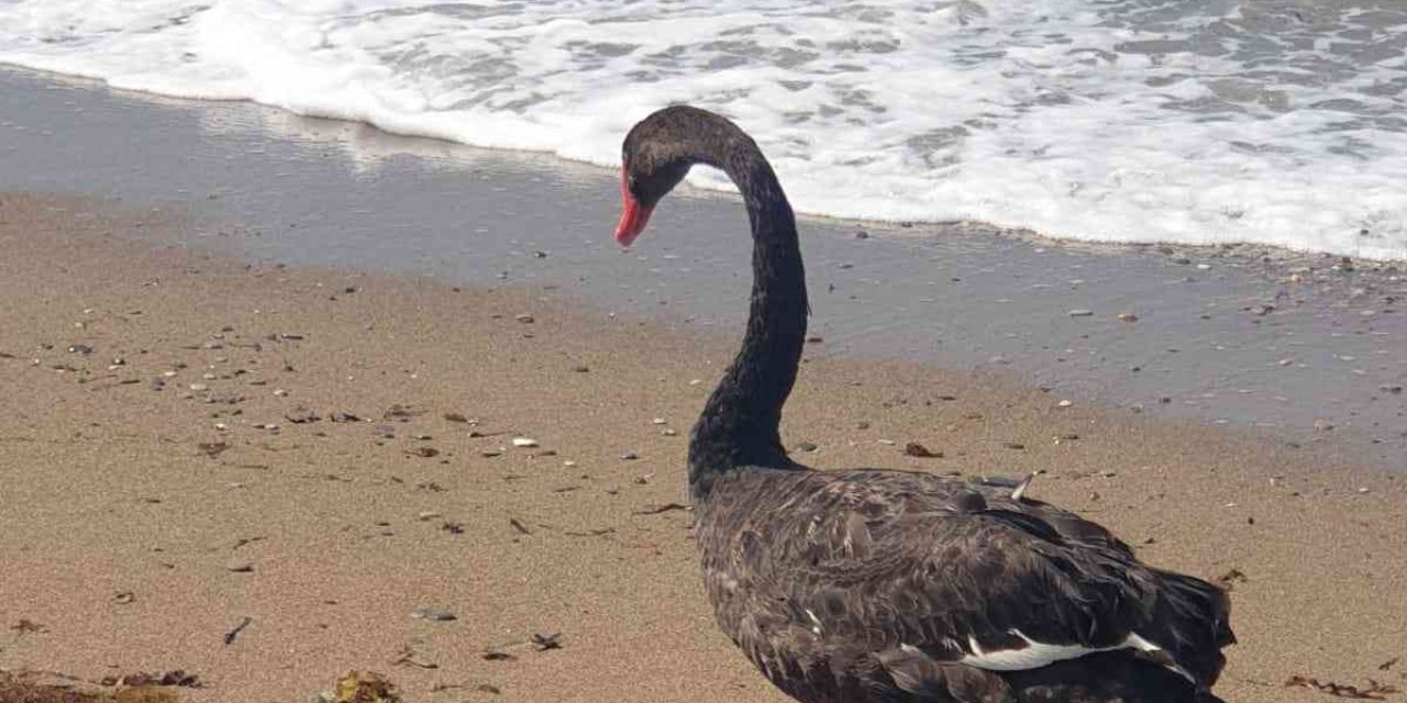 Koruma Altındaki Siyah Kuğu, Türkiye’de İkinci Kez Antalya’da Görüldü