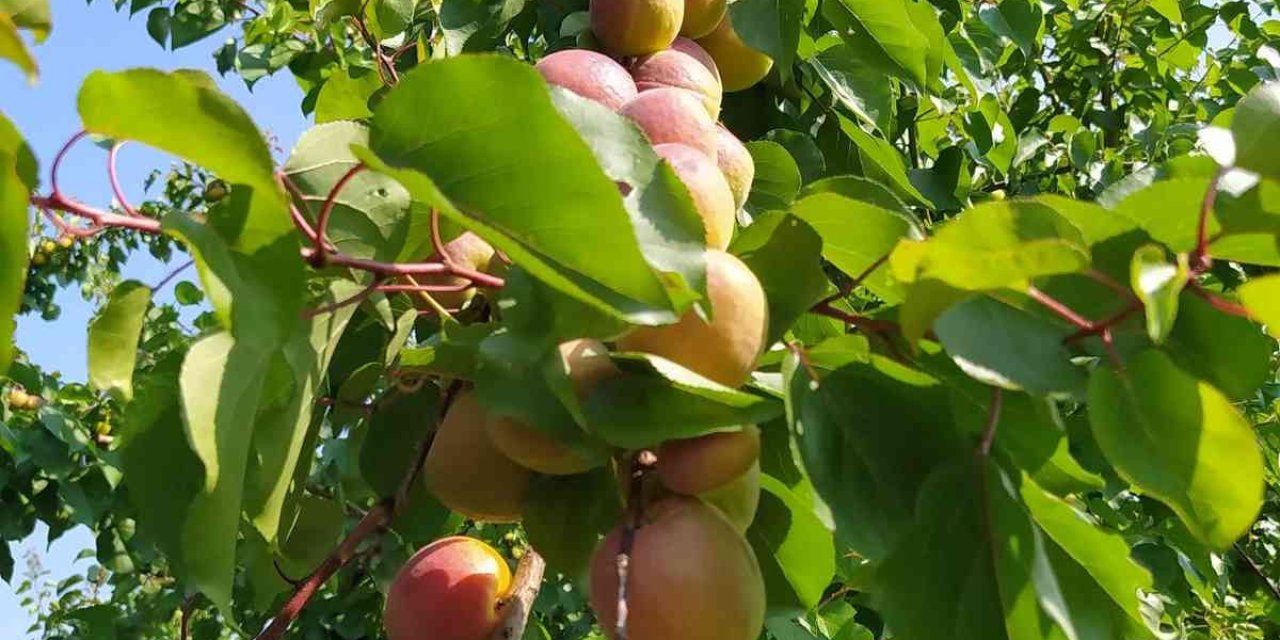 Mut'ta Kayısının Kilosu 8 Liraya Düştü