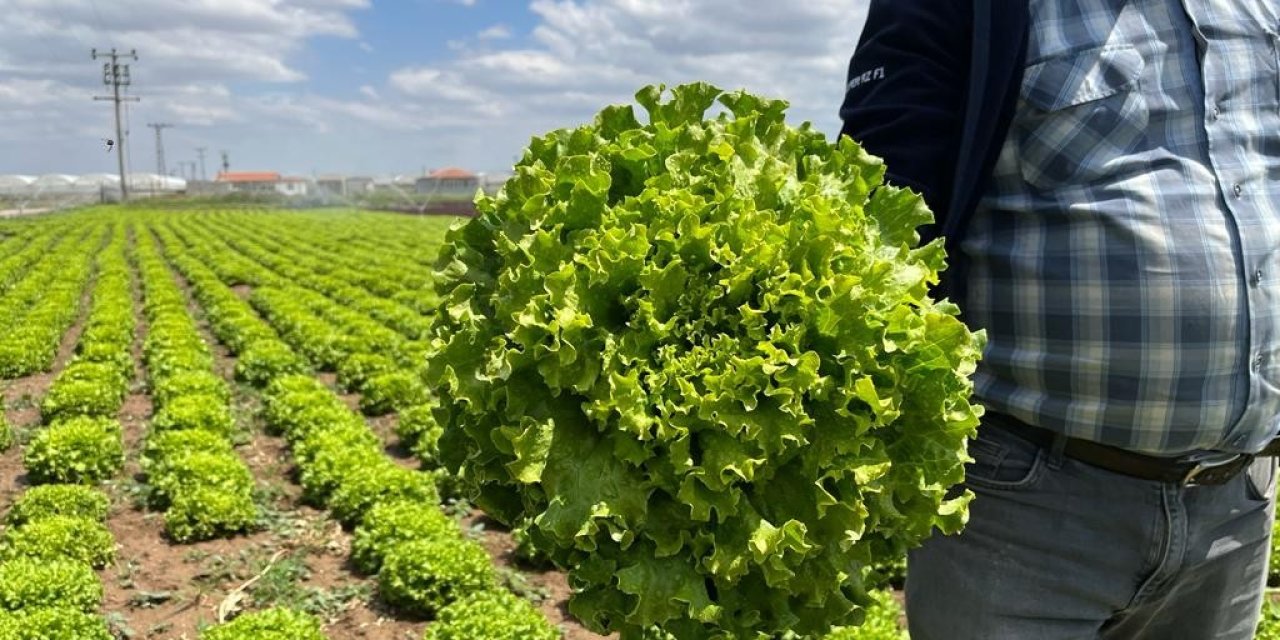 Tarladan 1,5 Liraya Çıkan Marul Marketti 7-8 Lira