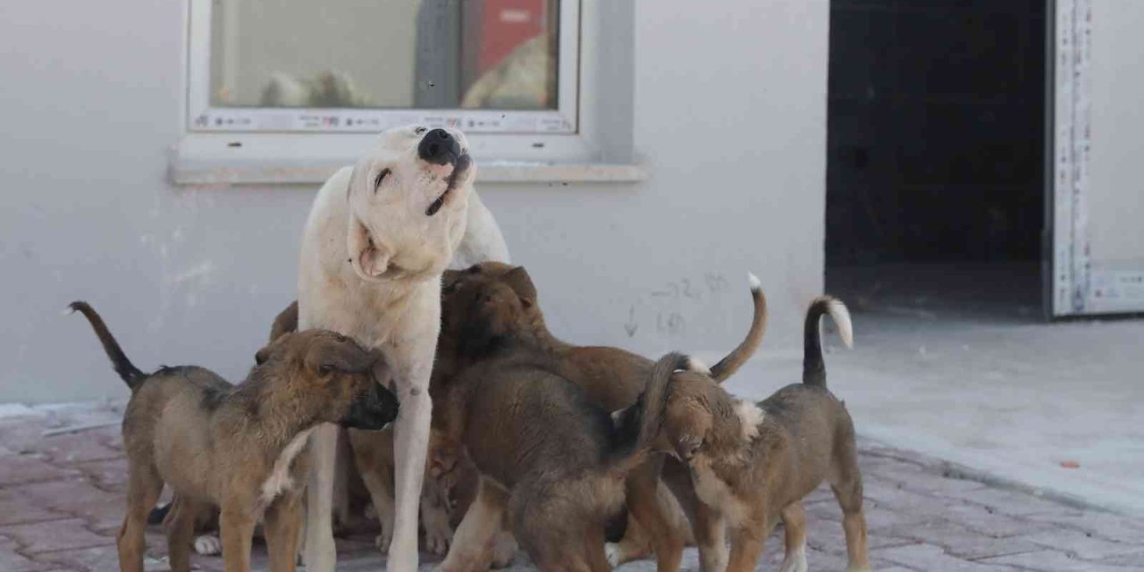 Sokak Hayvanları Geçici Bakım Evi Ve Rehabilitasyon Merkezi İnşaatı Tamamlandı