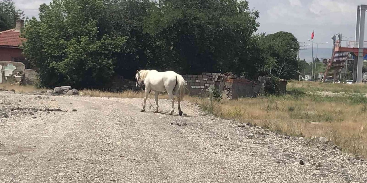 Eskişehir’de Başıboş At Sorununa Çözüm Bulunamıyor