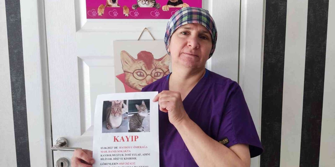 Günlerdir Her Yerde Kayıp Kedisini Arıyor