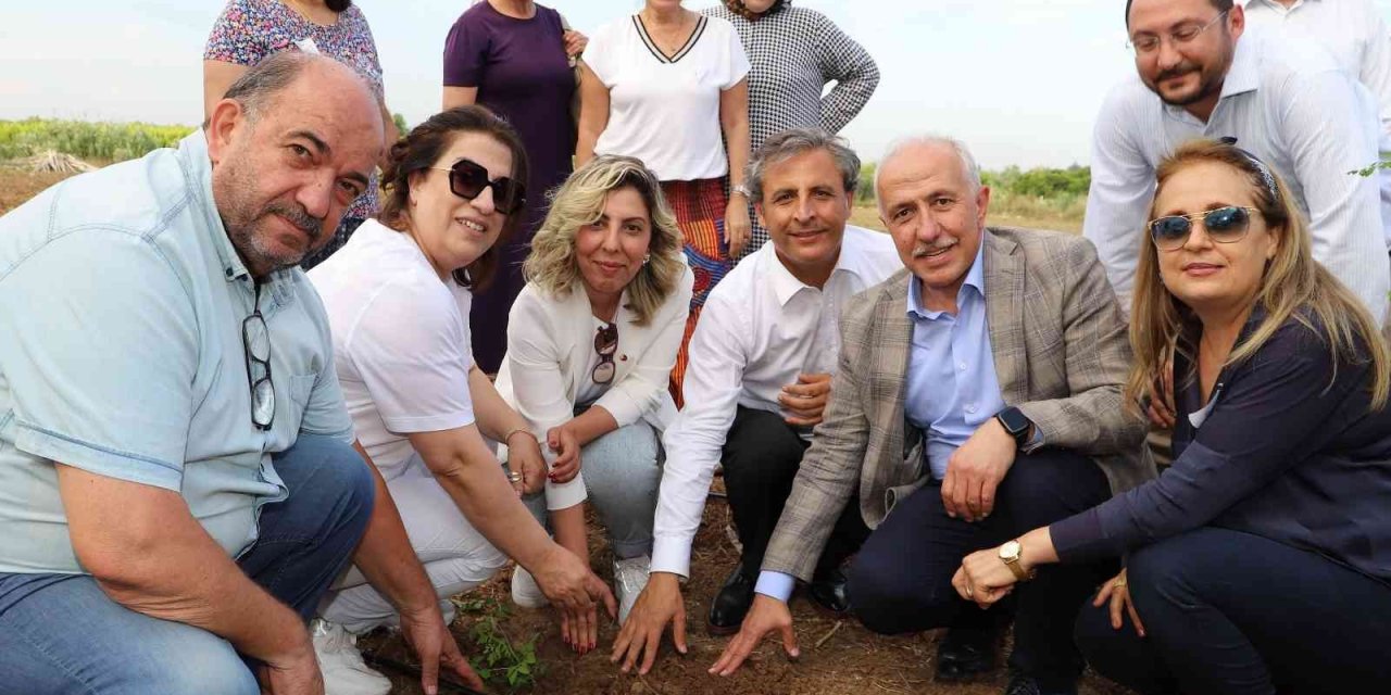 Akdeniz’de Şeker Otu Yetiştirilecek