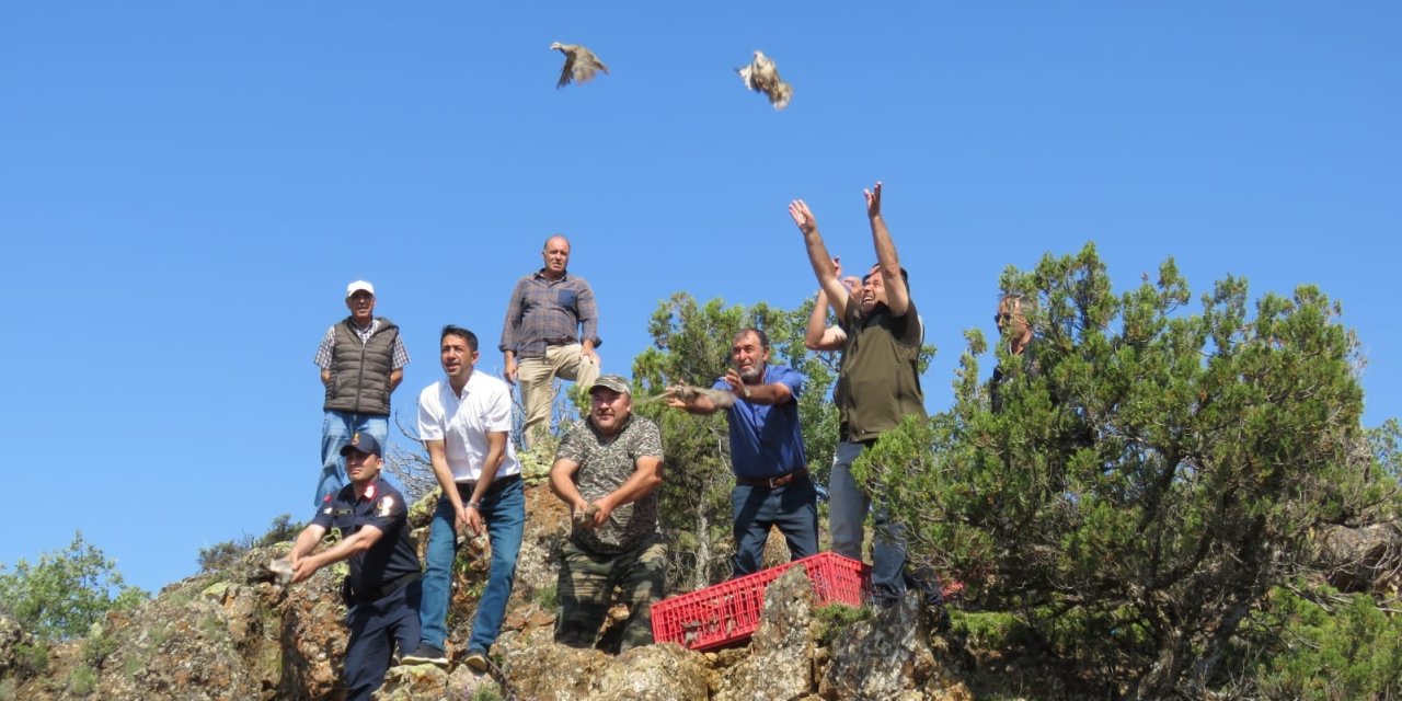 Mihalıççık’ta 750 Kınalı Keklik Doğaya Salındı
