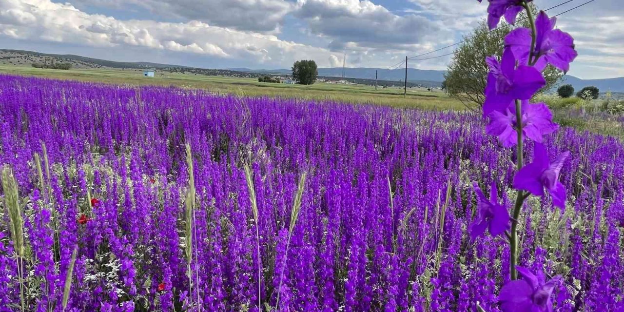 Mor Renkli Yabani Otlar Görenleri Hayran Bırakıyor