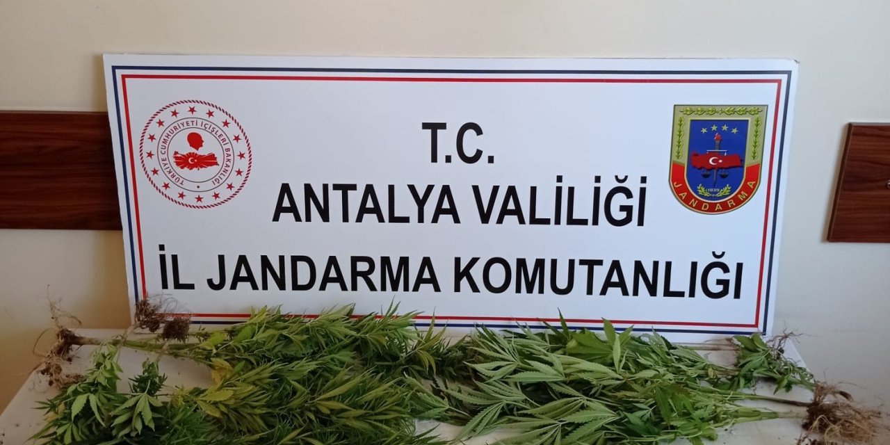 Jandarmadan Sazlıkta Hint Keneviri Üretimine Suçüstü