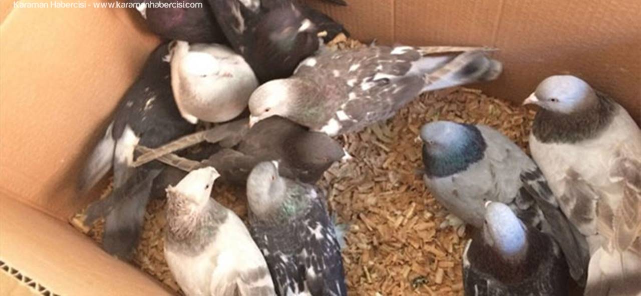 Karaman'da Güvercin Hırsızlığı