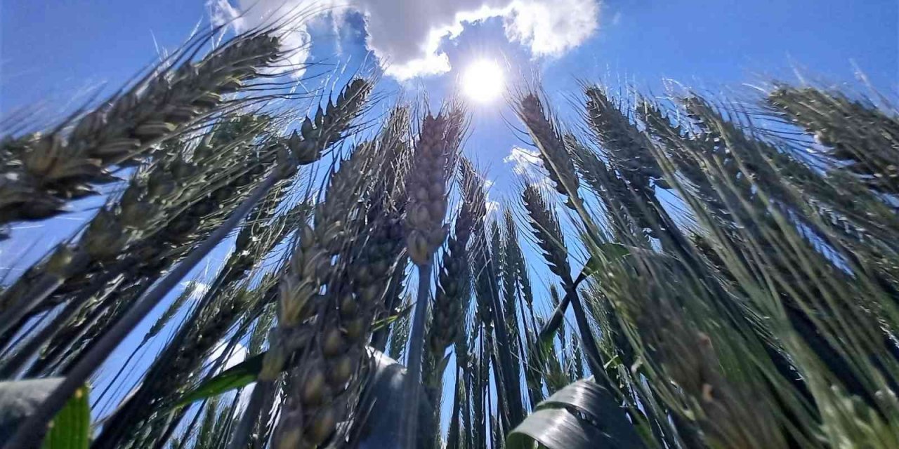 Tahıl Ambarı Konya, Tohum Üretim Merkezi Oldu