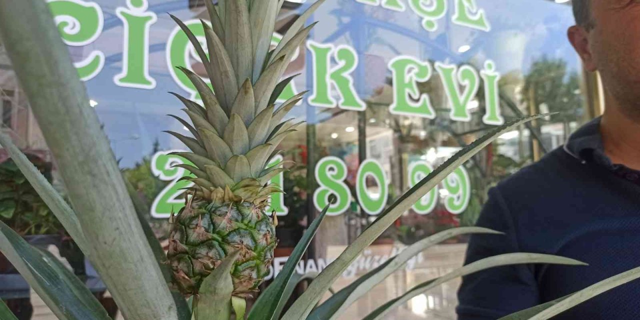 Bu Dekorun Meyvesi Çok Tatlı