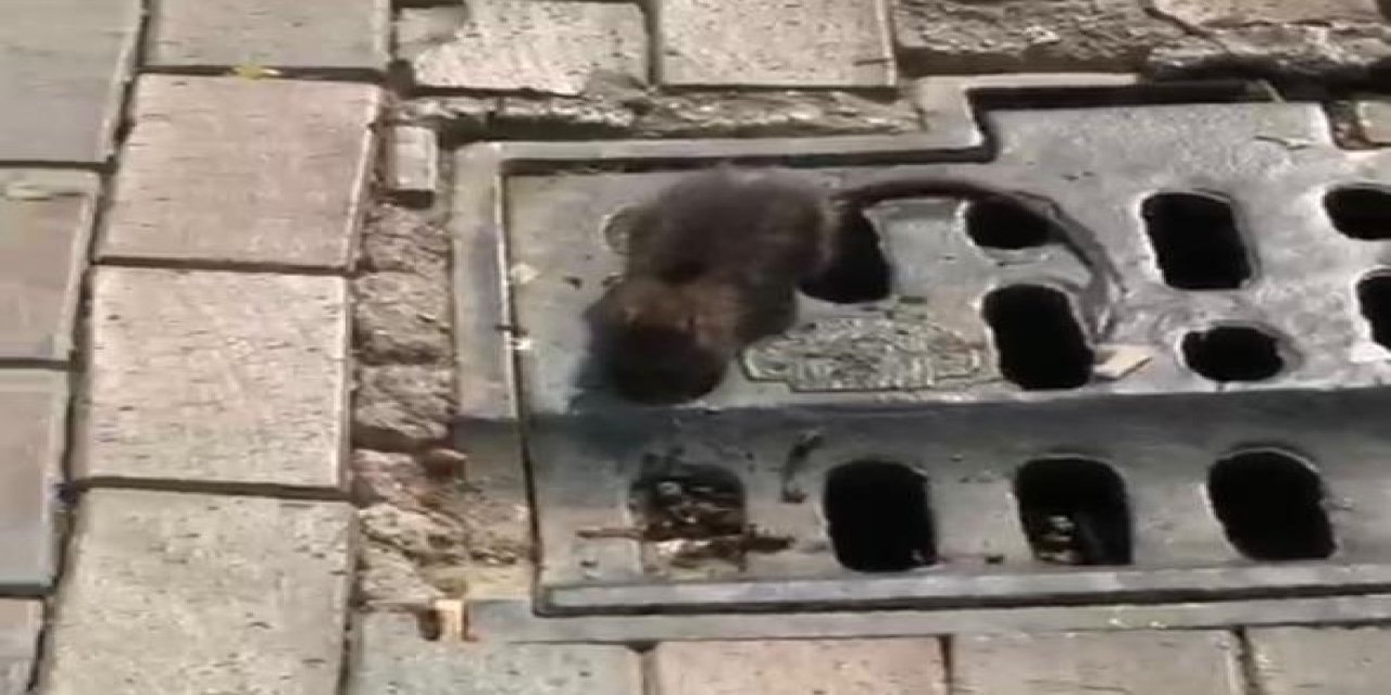 Hamamyolu Caddesinde Fare Krizi